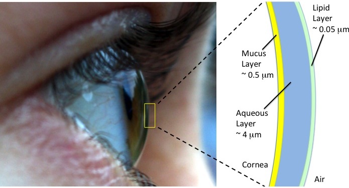 The tear film is comprised of the mucus layer, the aqueous layer and the lipid layer.
